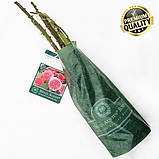 Троянда Graham Thomas (саджанці), фото 7