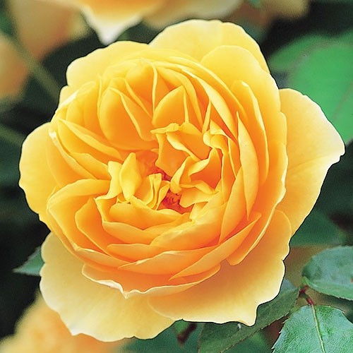 Троянда Graham Thomas (саджанці), фото 1