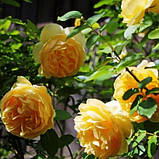 Троянда Graham Thomas (саджанці), фото 3