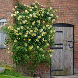 Троянда The Pilgrim (плетиста), фото 4