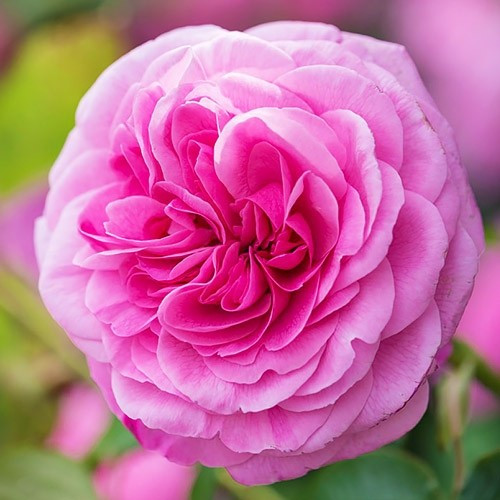 Троянда Gertrude Jekyll (сажники)