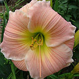 Лійник Barbara Mitchell (саджанці), фото 2