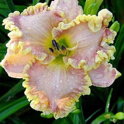 Лілейник Darla Anita (саджанці), фото 1