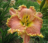 Лілейник Darla Anita (саджанці), фото 3