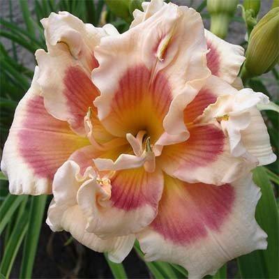 Лілейник Forty Second Street, фото 1