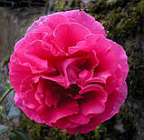 Троянди Princess Alexandra, фото 2