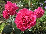 Троянди Princess Alexandra, фото 3
