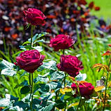 Троянда Falstaff (плетиста) (саджанці), фото 3