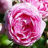 Троянда Jasmina (саджанці), фото 3