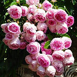 Троянда Jasmina (саджанці), фото 2