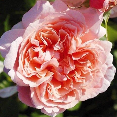 Троянда Rose de Tolbiac (смаженці)