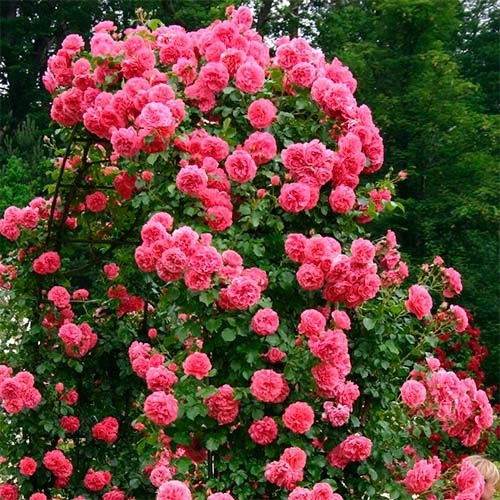 Троянди Rosarium Uetersen (сажники)