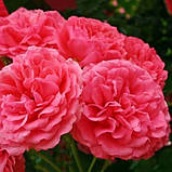 Троянди Rosarium Uetersen, фото 3