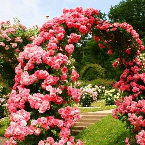 Троянди Rosarium Uetersen, фото 1