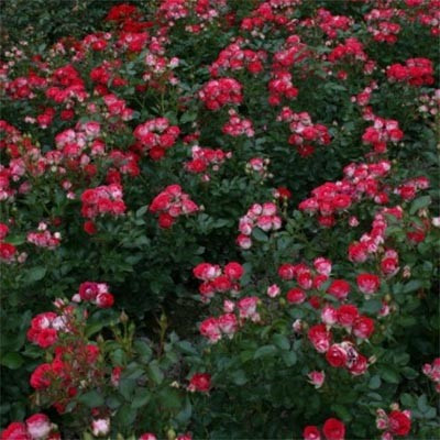 Троянда Schöne Koblenzerin (саджанці), фото 1