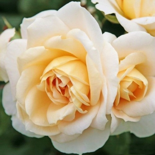 Троянда Lions Rose (сажниці)