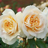 Троянда Lions Rose (сажниці), фото 3