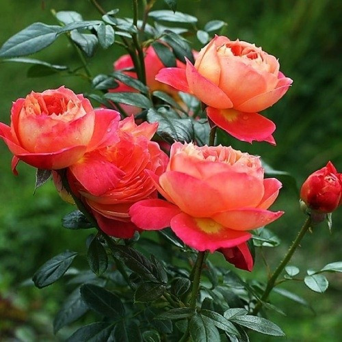 Троянда Queen of Hearts (саджанці), фото 1