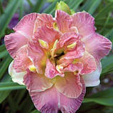 Лійник Lacy Dolly (саджанці), фото 2