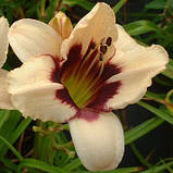 Лілейник Moonlight Masquerade (саджанці), фото 2