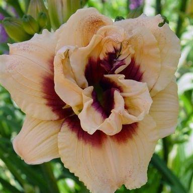 Лілейник Roswitha (саджанці), фото 1