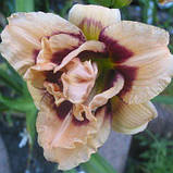 Лілейник Roswitha (саджанці), фото 2