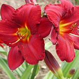 Лілейник James Marsh (саджанці), фото 2