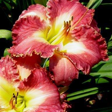 Лійник Rosy Rhino (саджанці), фото 1