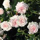 Троянда Larissa, фото 2