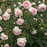 Троянда Larissa, фото 3