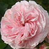 Троянда Larissa, фото 4