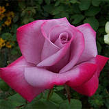 Троянда Paradise (саджанці), фото 2