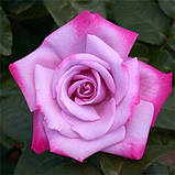 Троянда Paradise (саджанці), фото 3