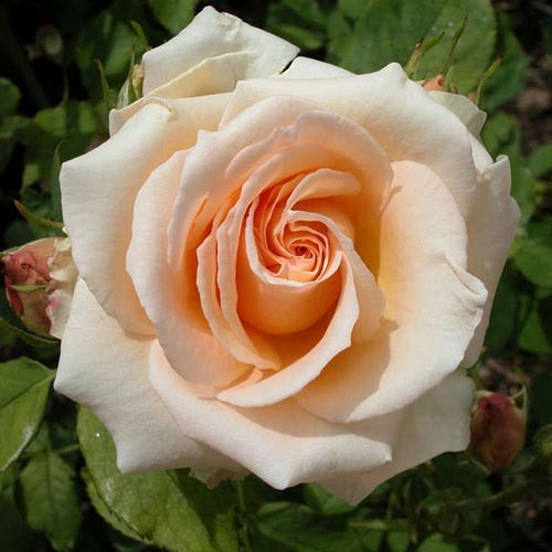 Троянда Versilia (саджанці), фото 1