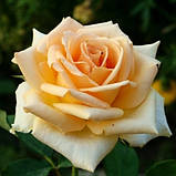 Троянда Versilia (саджанці), фото 2