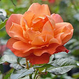 Троянда Westerland (саджанці), фото 3