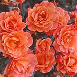 Троянда Westerland (саджанці), фото 2