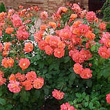 Троянда Westerland (саджанці), фото 4