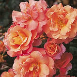 Троянда Freisinger Morgenrote, фото 2