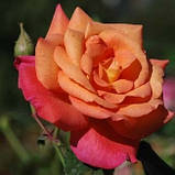 Троянда Freisinger Morgenrote, фото 4