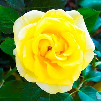 Троянда Malta (саджанці), фото 1