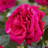 Троянда плетиста Laguna, фото 2