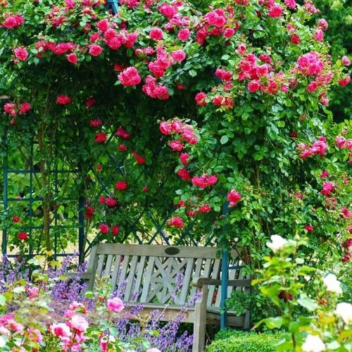 Троянда плетиста Laguna, фото 1