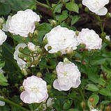 Троянда грунтопокривна White Fairy, фото 2