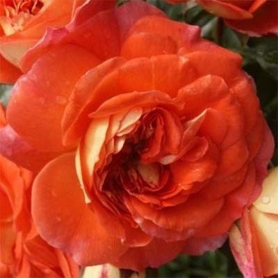 Троянда Orange Fairy (смаженці)