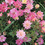 Троянда Tricolor Fairy, фото 2