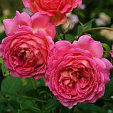 Троянда Jubilee Celebration (саджанці), фото 2