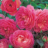 Троянда Jubilee Celebration (саджанці), фото 3