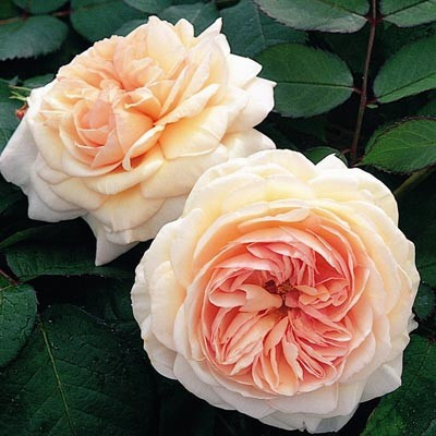Троянда Shropshire Lad (сажі)