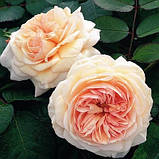 Троянда Shropshire Lad (саджанці), фото 3